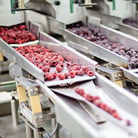 berries on a conveyor