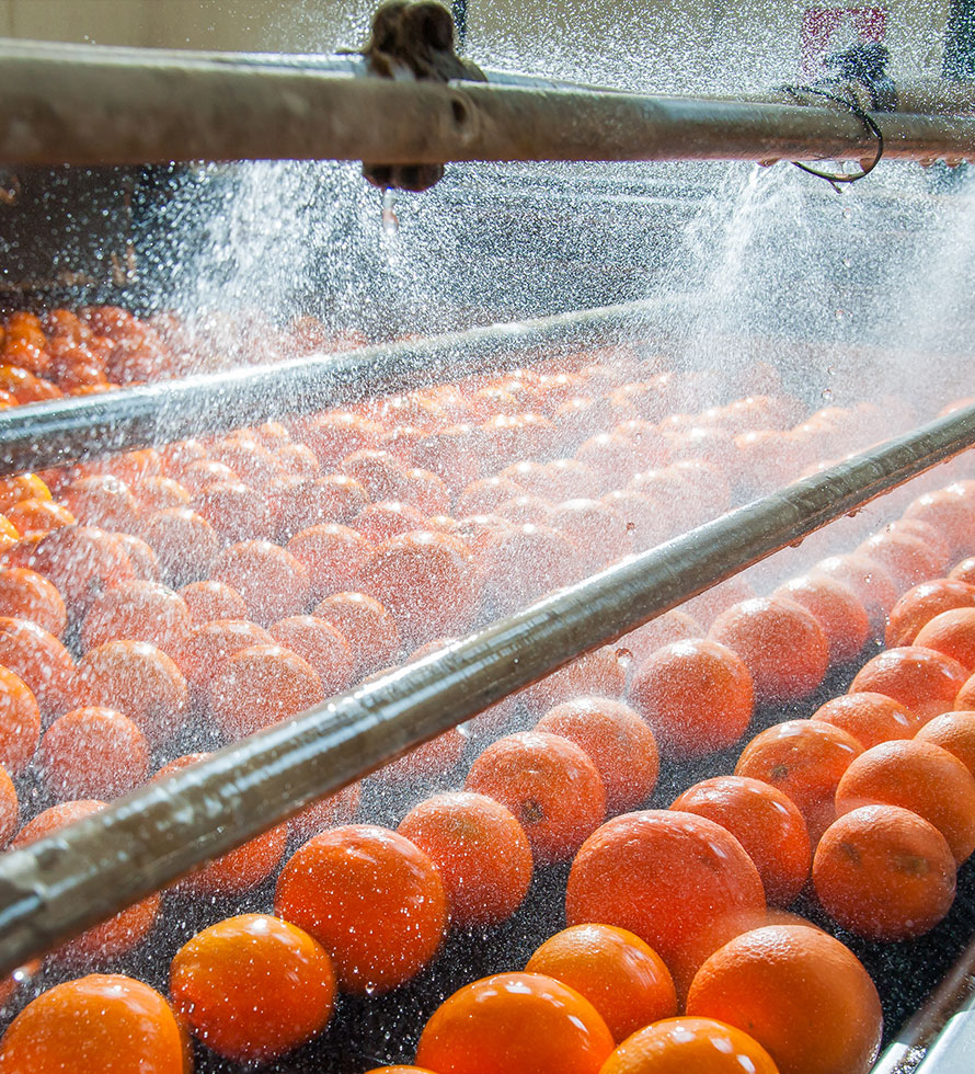 oranges being washed in the production line