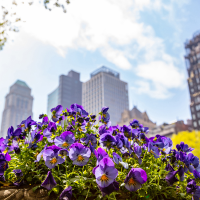 spring flowers with city scape in back