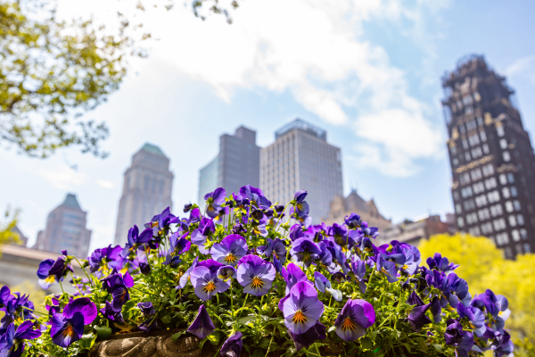 spring flowers with background cityscape